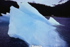 Endicott Arm of Stephens Passage, Alaska. May, 1979.